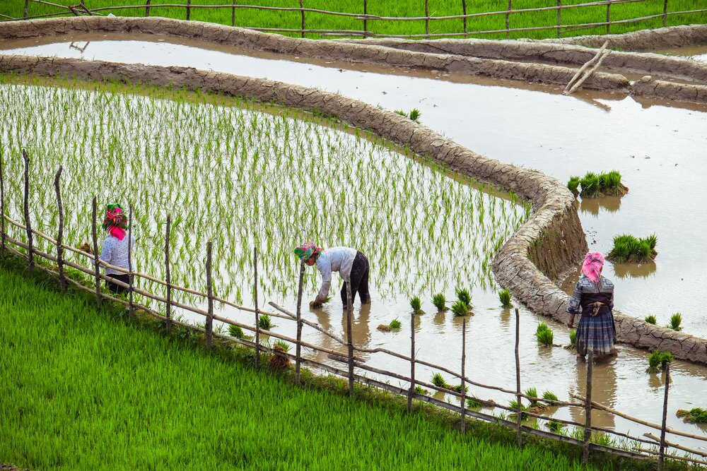Senderismo en los arrozales del noroeste en 13 días
